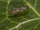 Ivy Mosquito